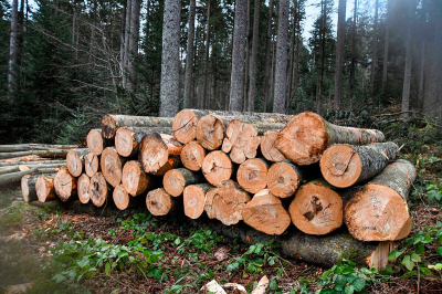 Вирубали дерев на понад 1,2 млн грн: судитимуть трьох мешканців Київщини